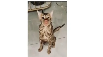 نجاة قطة من غسالة تسلط الضوء على أهمية الوعي في تربية الحيوانات الأليفة 1